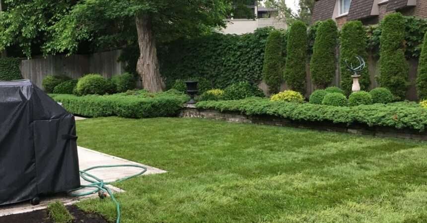 repair backyard